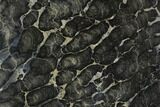 Polished Stromatolite (Boxonia) From Australia - Million Years #129161-1